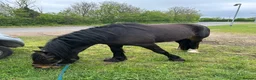 Irish Draught horses for sale: Rolo Irish draught x cob 4yr old gelding in Tilbury - Advert 4