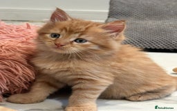 Maine Coon cats for sale: Stunning Mainecoon Kittens - Image 4