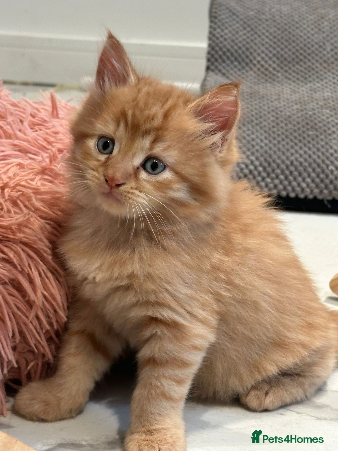 Maine Coon cats for sale: Stunning Mainecoon Kittens - Image 4