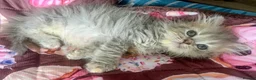 Persian cats for sale: 🌸1 CREAM 1 RED PERSIANS LEFT 🌸 - Advert 13