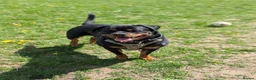 Rottweiler dogs for sale: 3yo Male Rottweiler - Experienced Home Needed - Advert 5