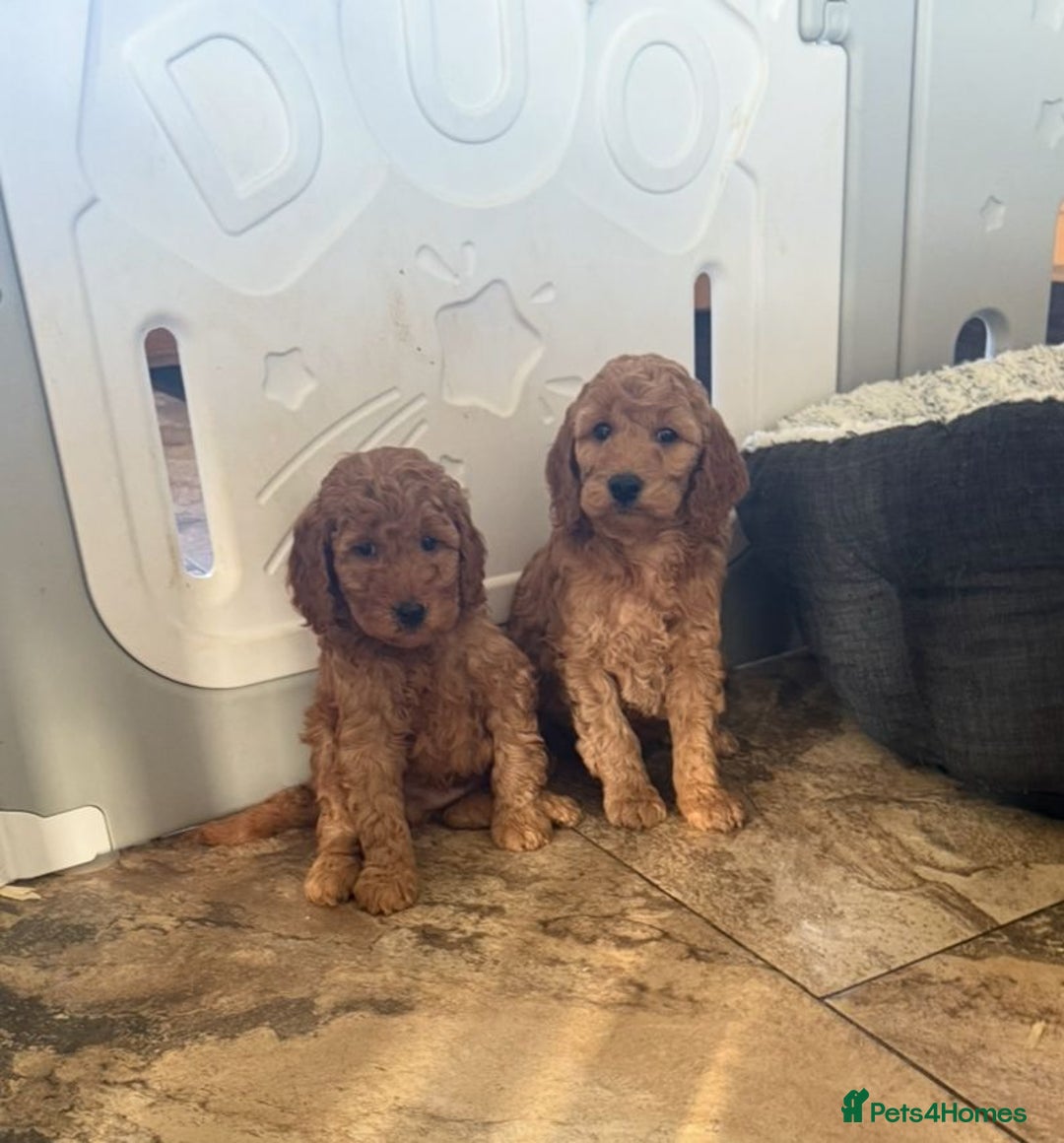 Cockapoo dogs for sale: Quality F1b Cockapoo Puppies - Advert 6