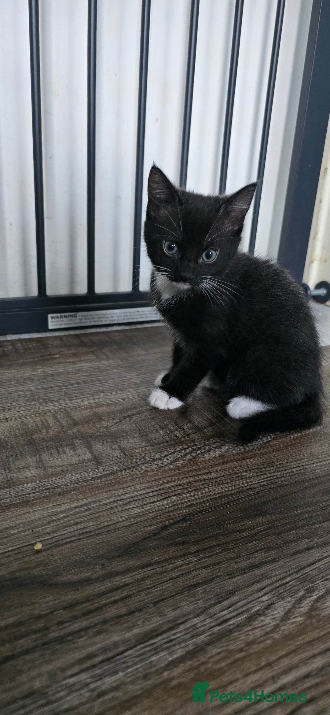 Mixed Breed cats for sale: 4 kittens  - Advert 7