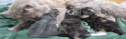 Persian cats for sale: persian crossed russian blue - Advert 3