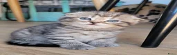 Scottish Fold cats for sale: Beautiful and healthy  Scottish fold mixed - Advert 24
