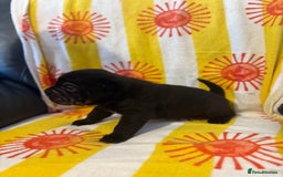 Shar Pei dogs for sale: Stunning Shar Pei Pups - Image 18