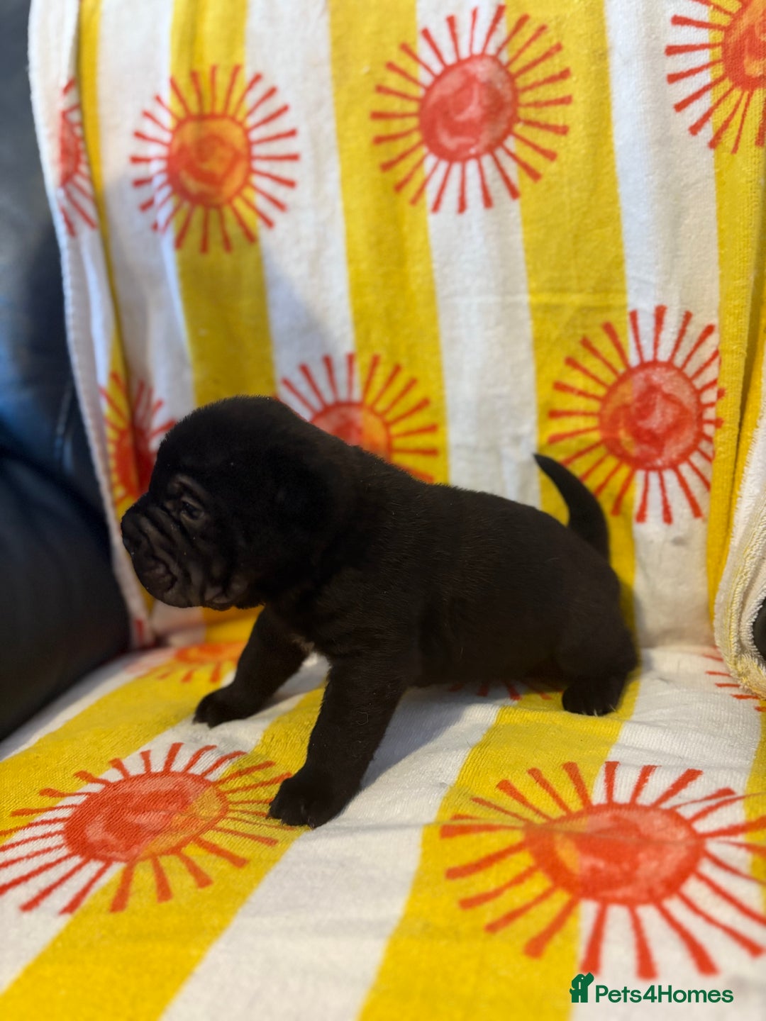 Shar Pei dogs for sale: Stunning Shar Pei Pups - Image 18