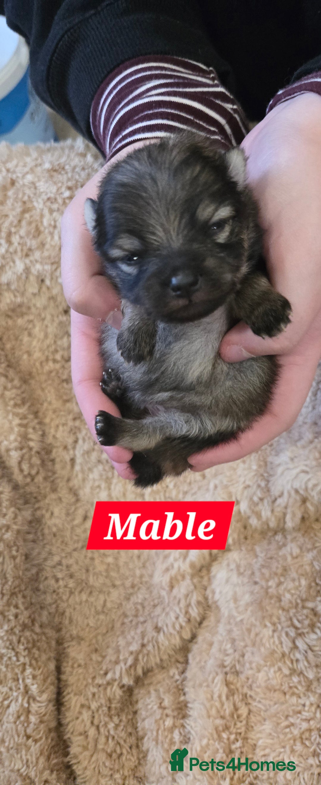 Pomeranian dogs for sale: Pretty Pomeranians  - Advert 16