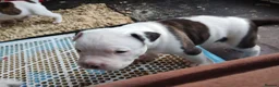 American Bulldog dogs for sale: American bulldog puppies - Advert 16