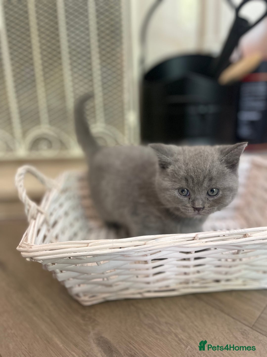 British Shorthair cats for sale: 🏆Grand Champion Sired GCCF BritishShorthair 1left - Image 18