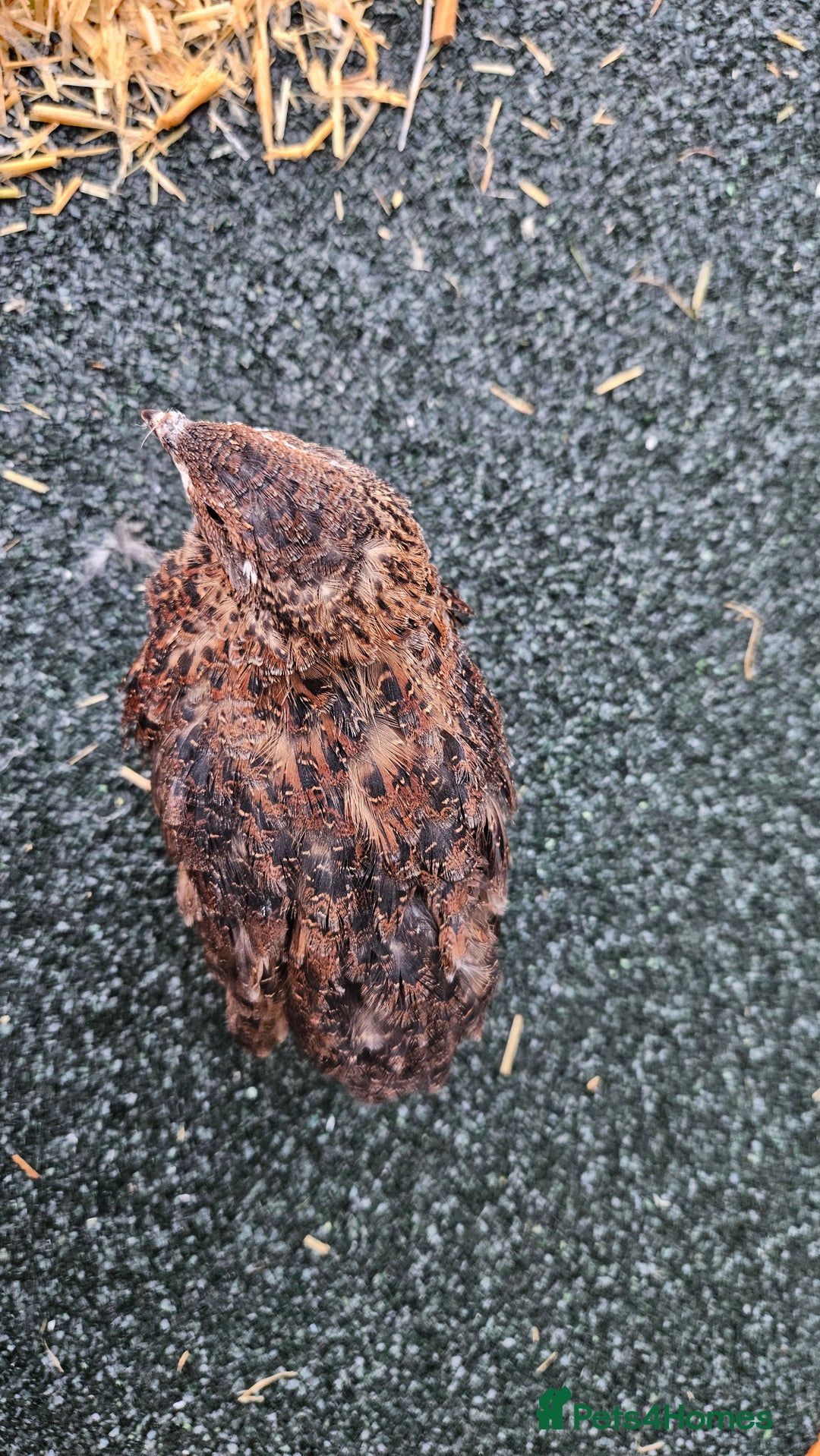 Quail poultry for sale: Japanese Quail – Young Birds Available - Advert 5