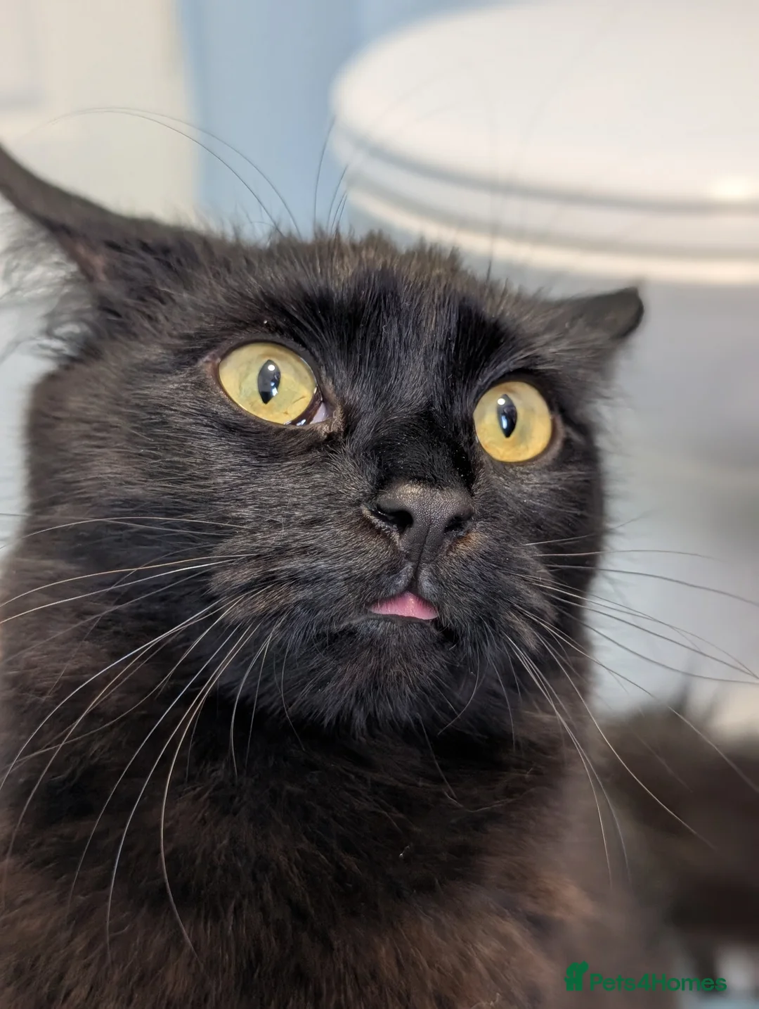 Mixed Breed cats for sale: Raven - Female, Main Coon mix - Advert 4