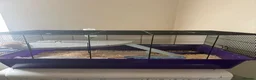 Hamster rodents for sale: Gorgeous Female Hamster Available in Leatherhead - Advert 5