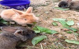 Lionhead rabbits for sale: Rabbits for sale  - Image 10