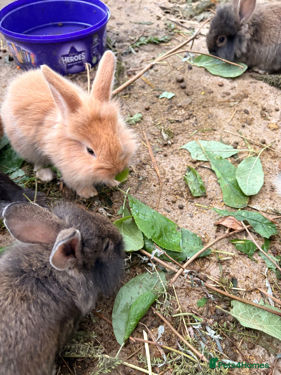 Lionhead rabbits for sale: Rabbits for sale  - Image 10