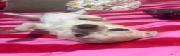 Chihuahua dogs for stud: 3 year old short haired Chi for stud (proven) - Advert 5