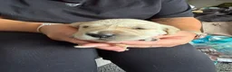 Golden Retriever dogs for sale: Beautiful golden retriever puppies  - Advert 11
