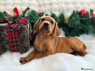 Labrador Retriever dogs STUNNING MALE PUPPY READY NOW 280 PLUS DNA - Advert 13