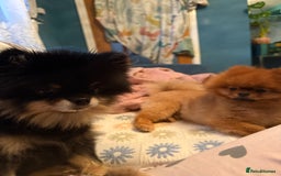 Pomeranian dogs for sale: Last female teddy face Pomeranian  - Image 10