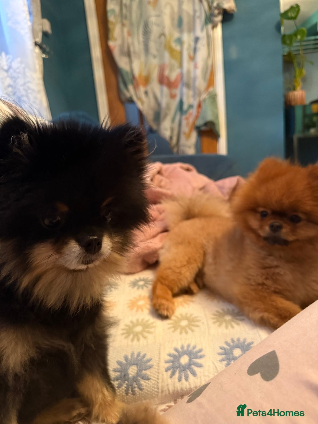 Pomeranian dogs for sale: Last female teddy face Pomeranian  - Image 10