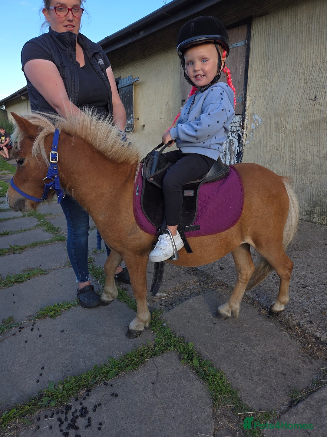 Shetland pony horses for sale: Beautiful 7h Mini shetland Gelding  - Image 18