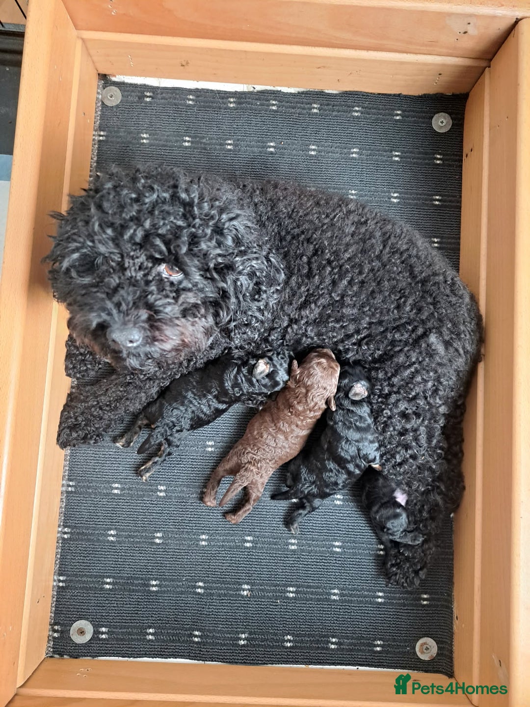 Toy Poodle dogs for sale: One Kc phantom toy poodle left- ready now!  - Advert 5