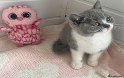 British Shorthair cats for sale: British Shorthair kittens  - Image 5
