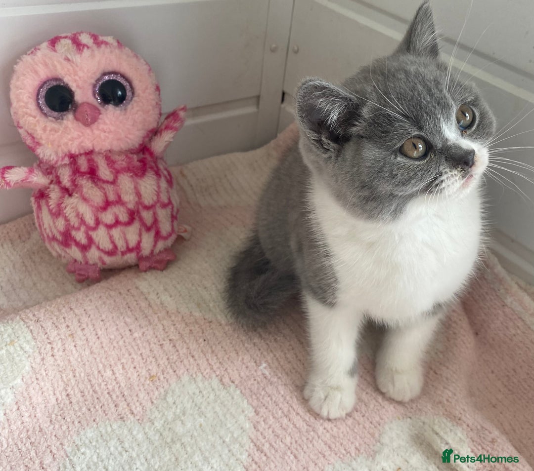 British Shorthair cats for sale: British Shorthair kittens  - Image 5