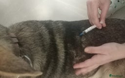 Mixed Breed dogs for adoption: 🐺 WOLFIE – A Brave Soul Ready for a New Life 🖤 - Advert 34