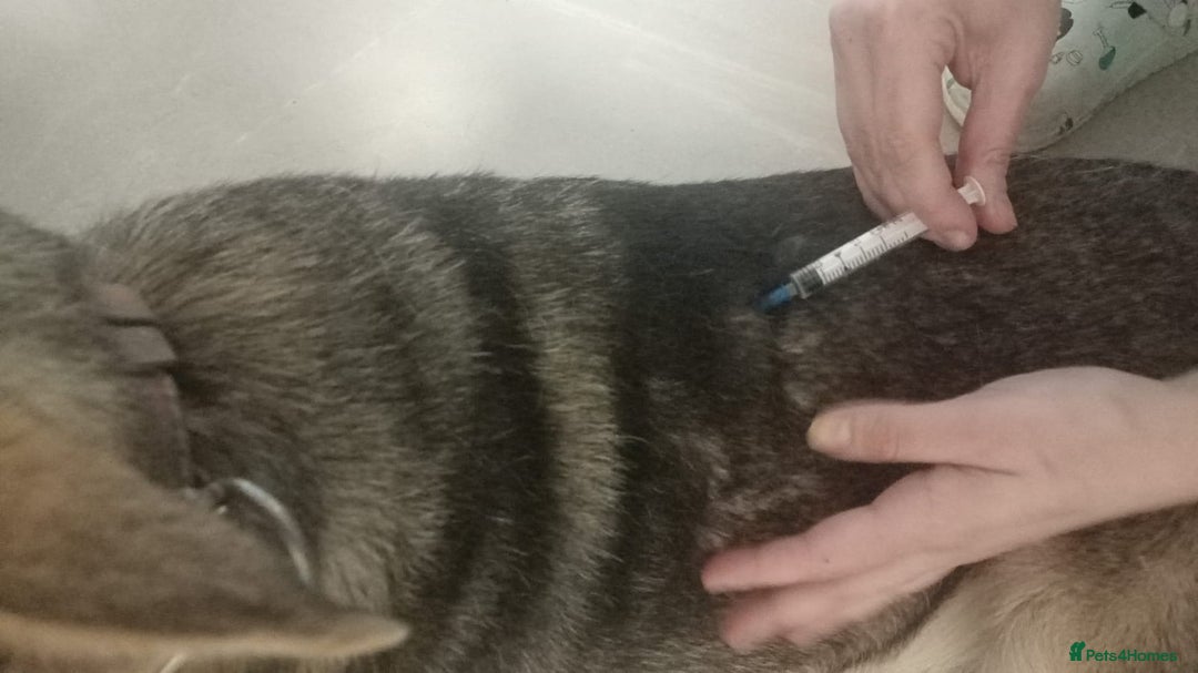 Mixed Breed dogs for adoption: 🐺 WOLFIE – A Brave Soul Ready for a New Life 🖤 - Advert 34