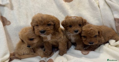 Cavapoo dogs Gorgous F1 Cavapoo puppies💙 - Advert 4