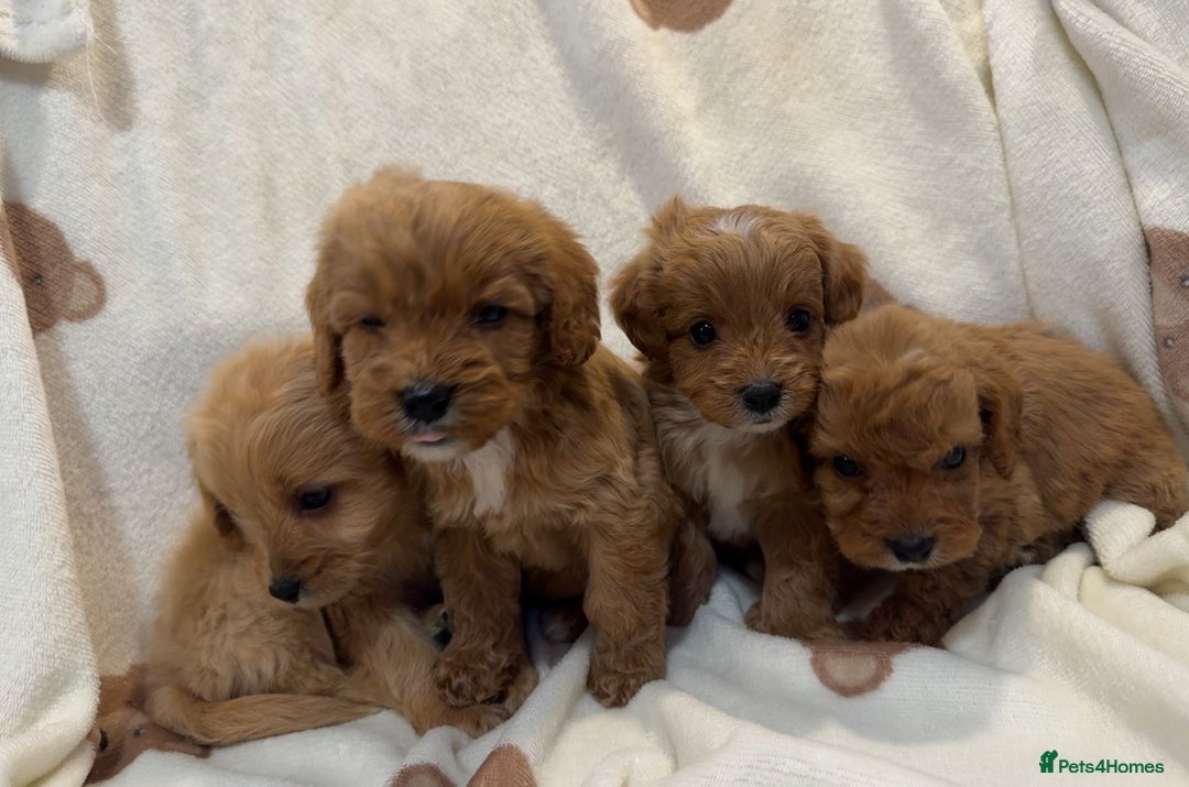 Cavapoo dogs for sale: Gorgous F1 Cavapoo puppies💙 - Advert 2
