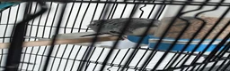Budgerigars birds for sale: 3 Exhibition Budgies with cage & Accessories - Advert 6