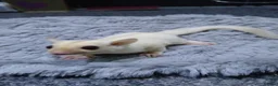 Sugar Glider rodents for sale: Stunning platinum baby boy  - Advert 6