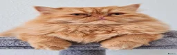 Persian cats for sale: Fluffy Ginger Persian Kittens, Doll & Peke face. - Advert 7