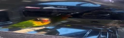Lovebirds birds for sale: Bonded pair of lovebirds for sale - Advert 8