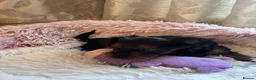 Yorkshire Terrier dogs for sale: Girl Yorkshire Terrier - Advert 4