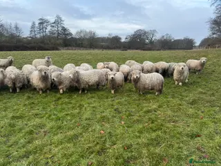 Sheep livestock Dartmoors for sale - Advert 2