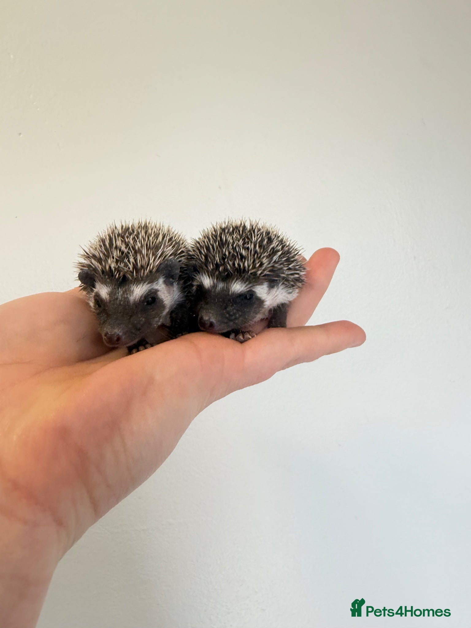 Pygmy Hedgehog rodents African Pygmy hedgehogs 2 available  - Advert 4