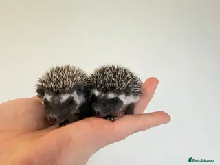 Pygmy Hedgehog rodents African Pygmy hedgehogs 2 available - Advert 4