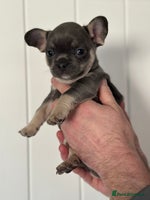 Mixed Breed dogs French bullhuahua - Advert 4