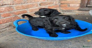 Cockapoo dogs - Advert 9