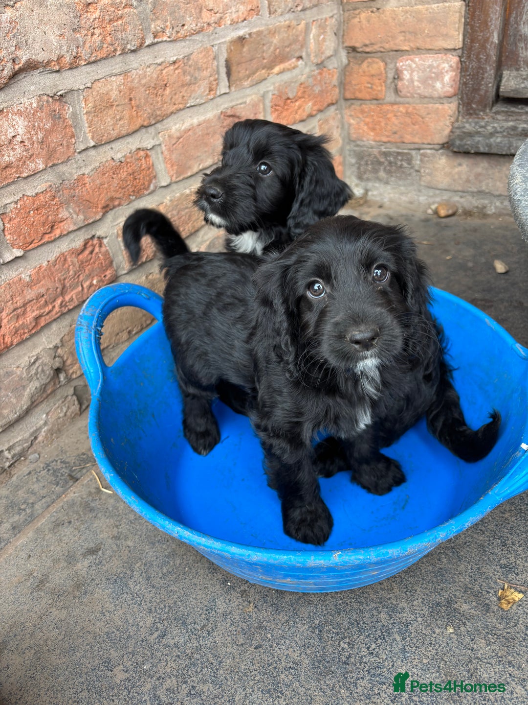 Cockapoo dogs for sale: F1 Adorable CockerPoo Puppies  - Image 2
