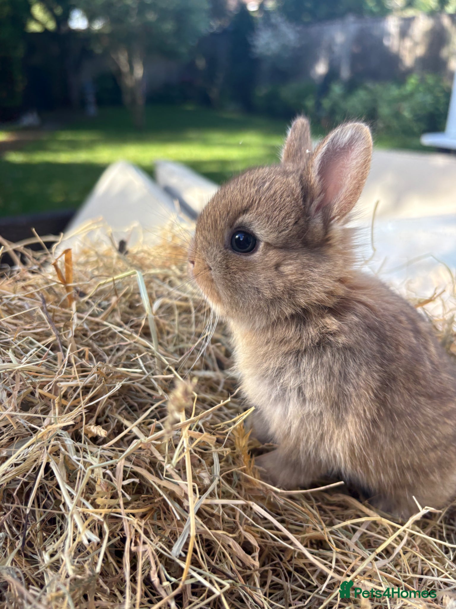 Netherland Dwarf rabbits Pure Netherland Dwarf Babies  - Advert 2