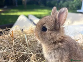Netherland Dwarf rabbits Pure Netherland Dwarf Babies - Advert 6