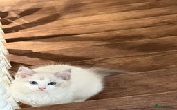 Ragdoll cats for sale: Beautiful white kitten for sale - Image 6