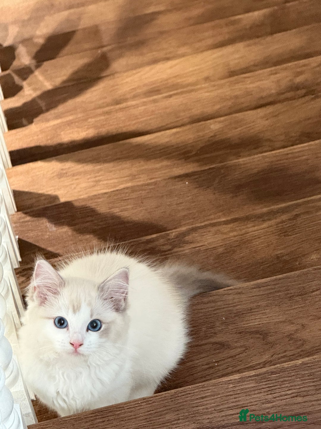 Ragdoll cats for sale: Beautiful white kitten for sale - Image 6