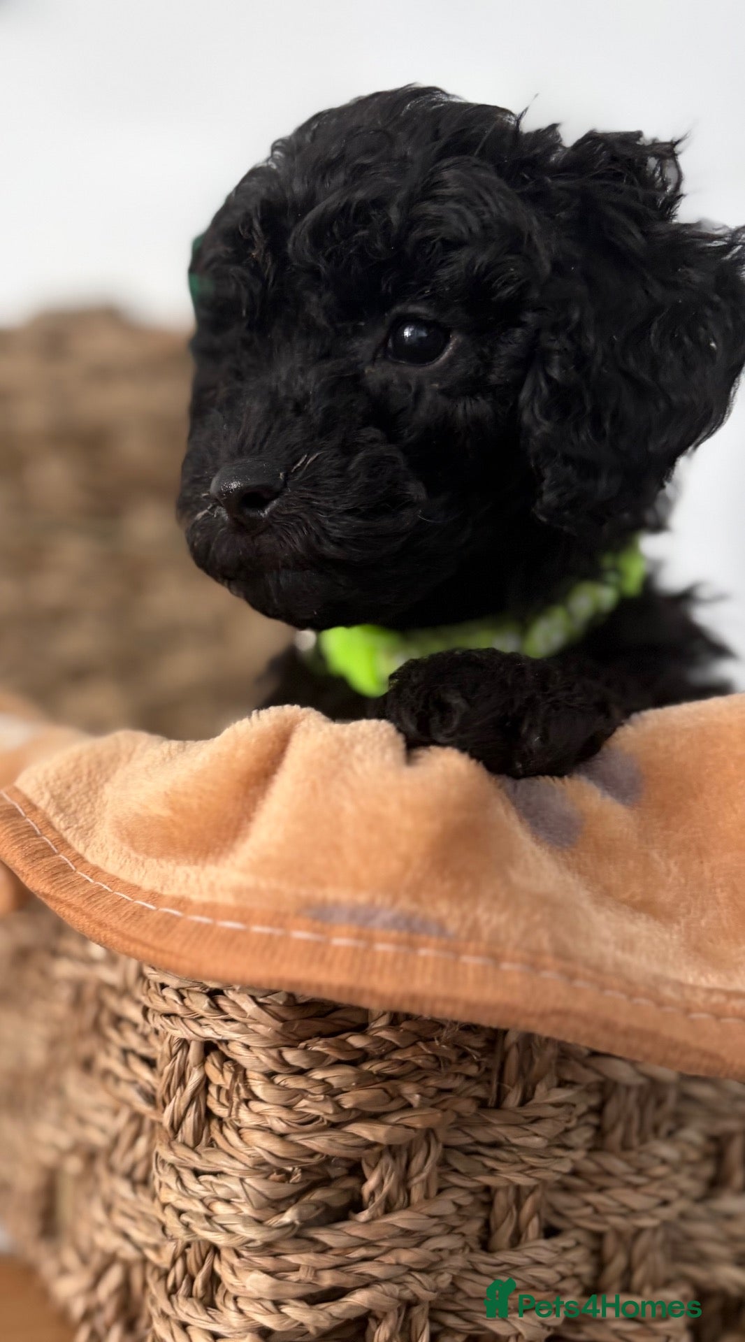 Cockapoo dogs Beautiful mid sized F1b Cockapoos - Advert 14