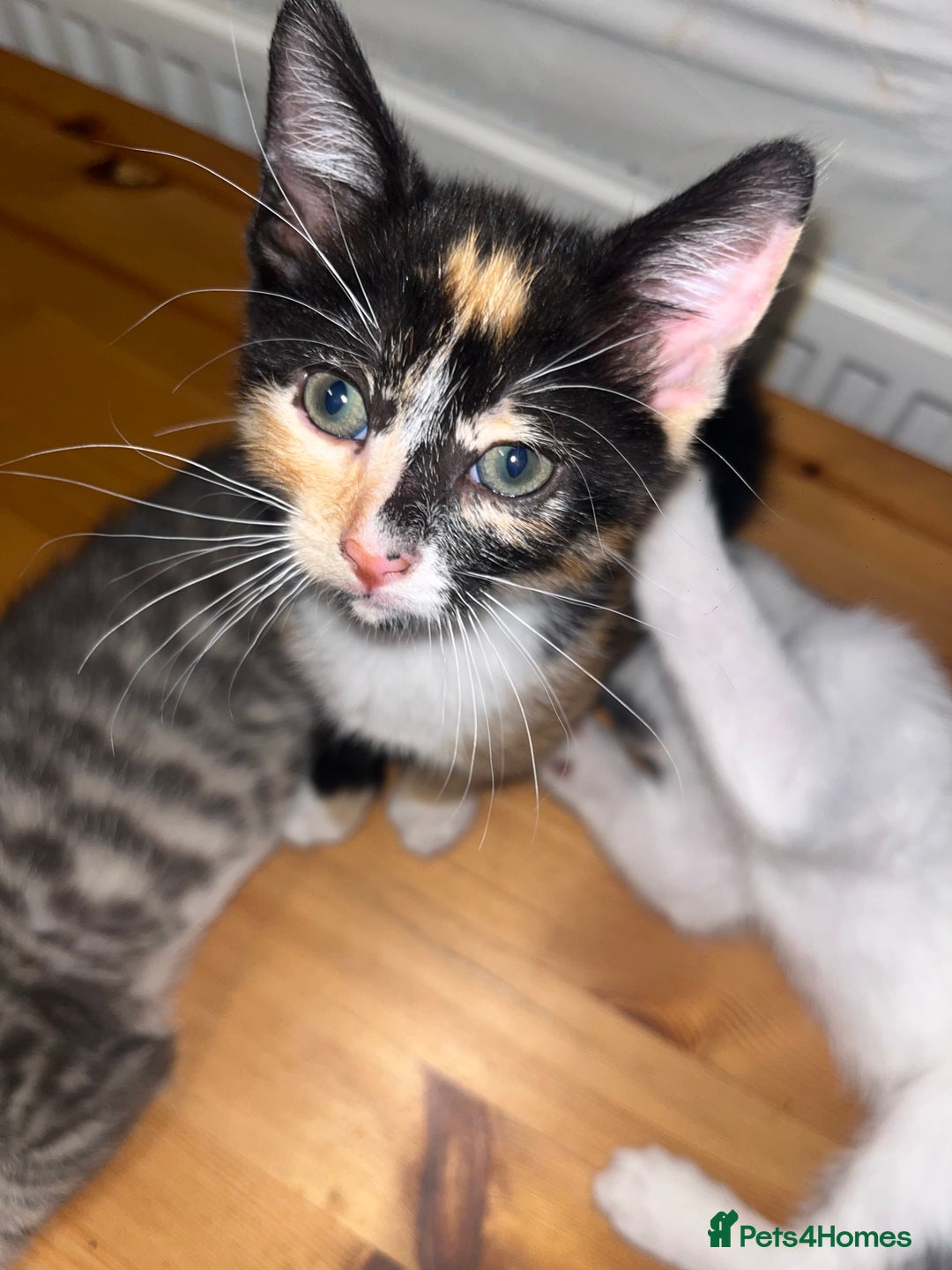 Mixed Breed cats for sale: Beautifully unique kittens - Image 5