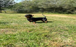Miniature Dachshund dogs for sale: Miniature Dachshund Pups  in Banbury - Image 16